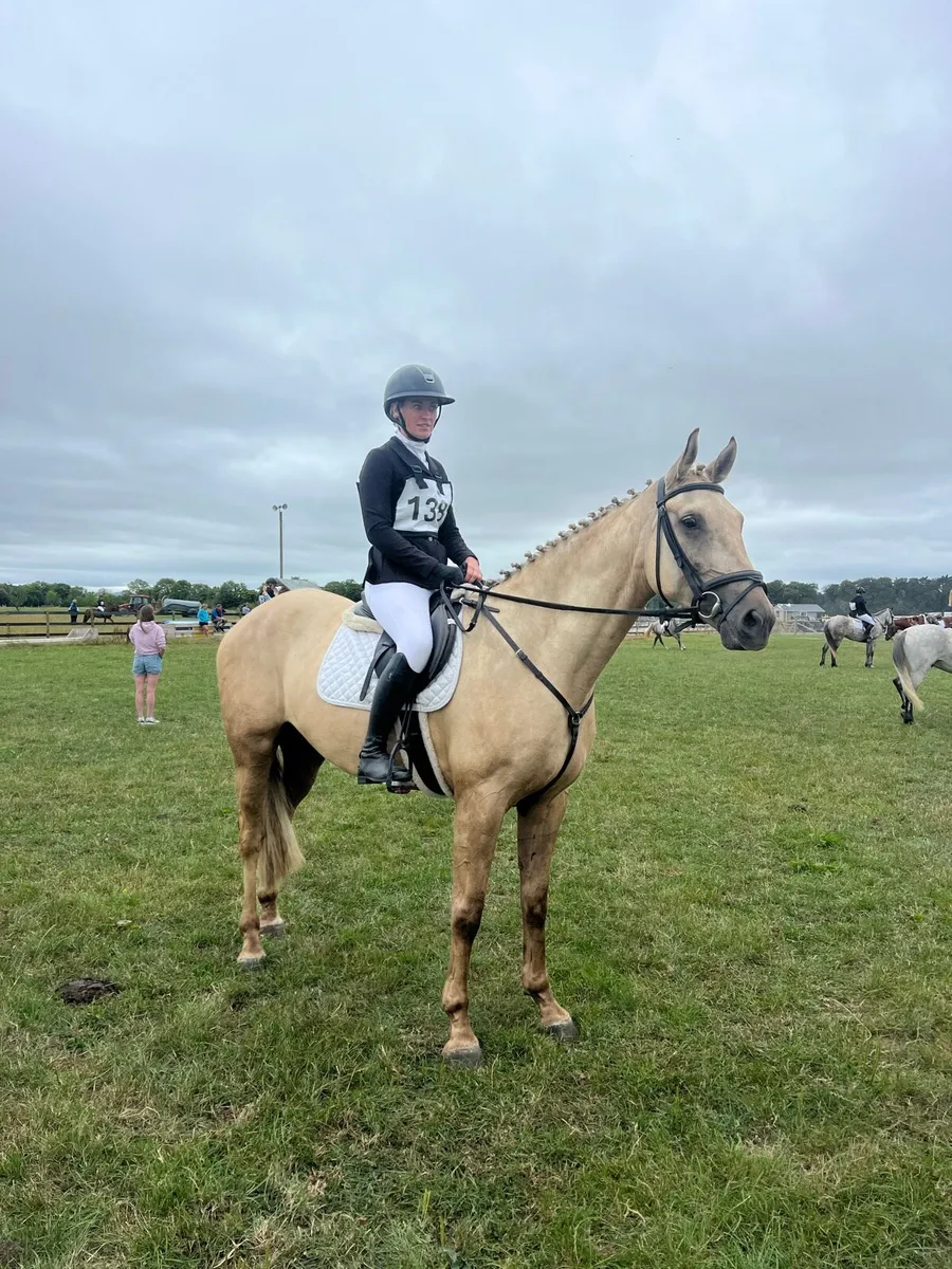 5yo eventing gelding - Image 1