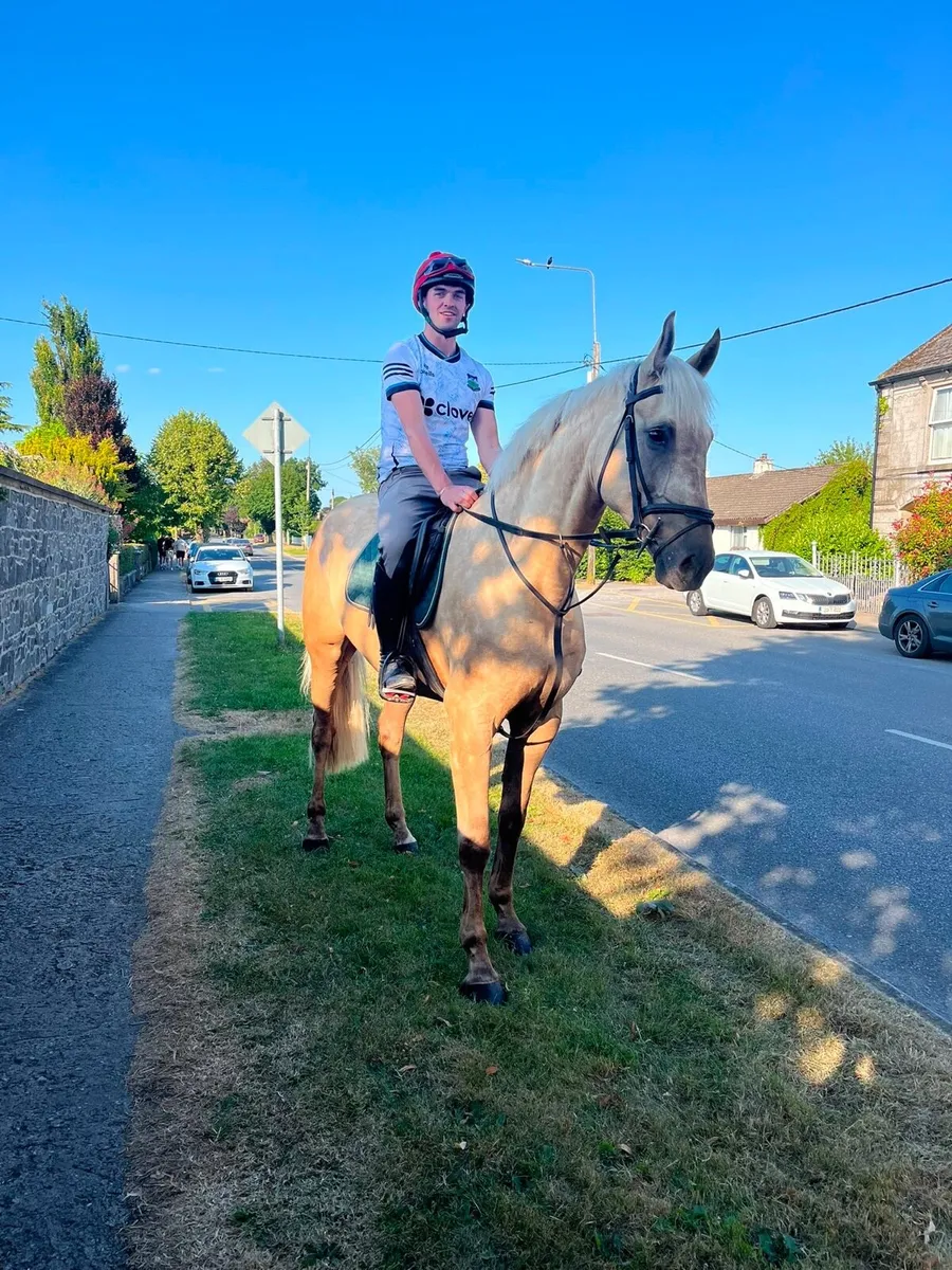 5yo eventing gelding - Image 2