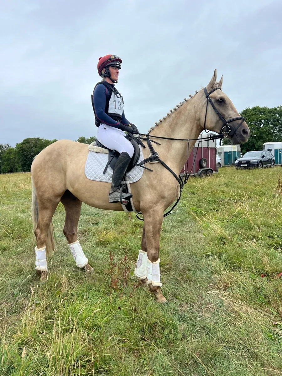 5yo eventing gelding - Image 4