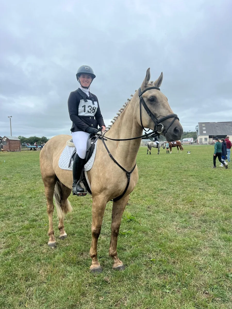 5yo eventing gelding - Image 3