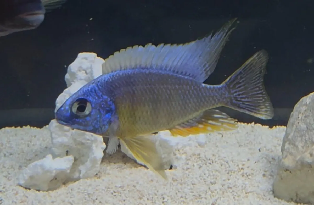 Protomelas Taiwan Reef  Malawi Cichlid (F1) - Image 2