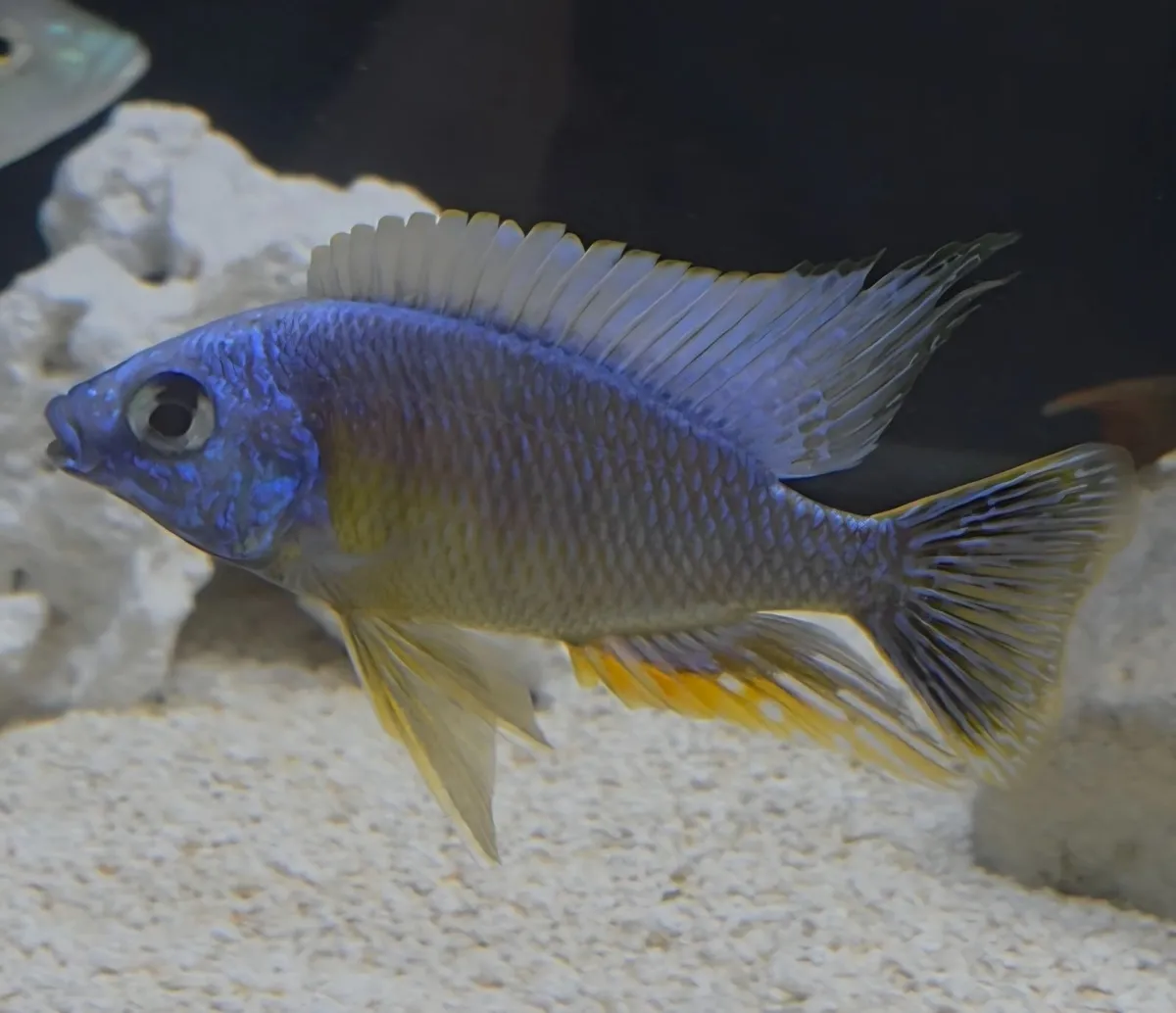 Protomelas Taiwan Reef  Malawi Cichlid (F1) - Image 3