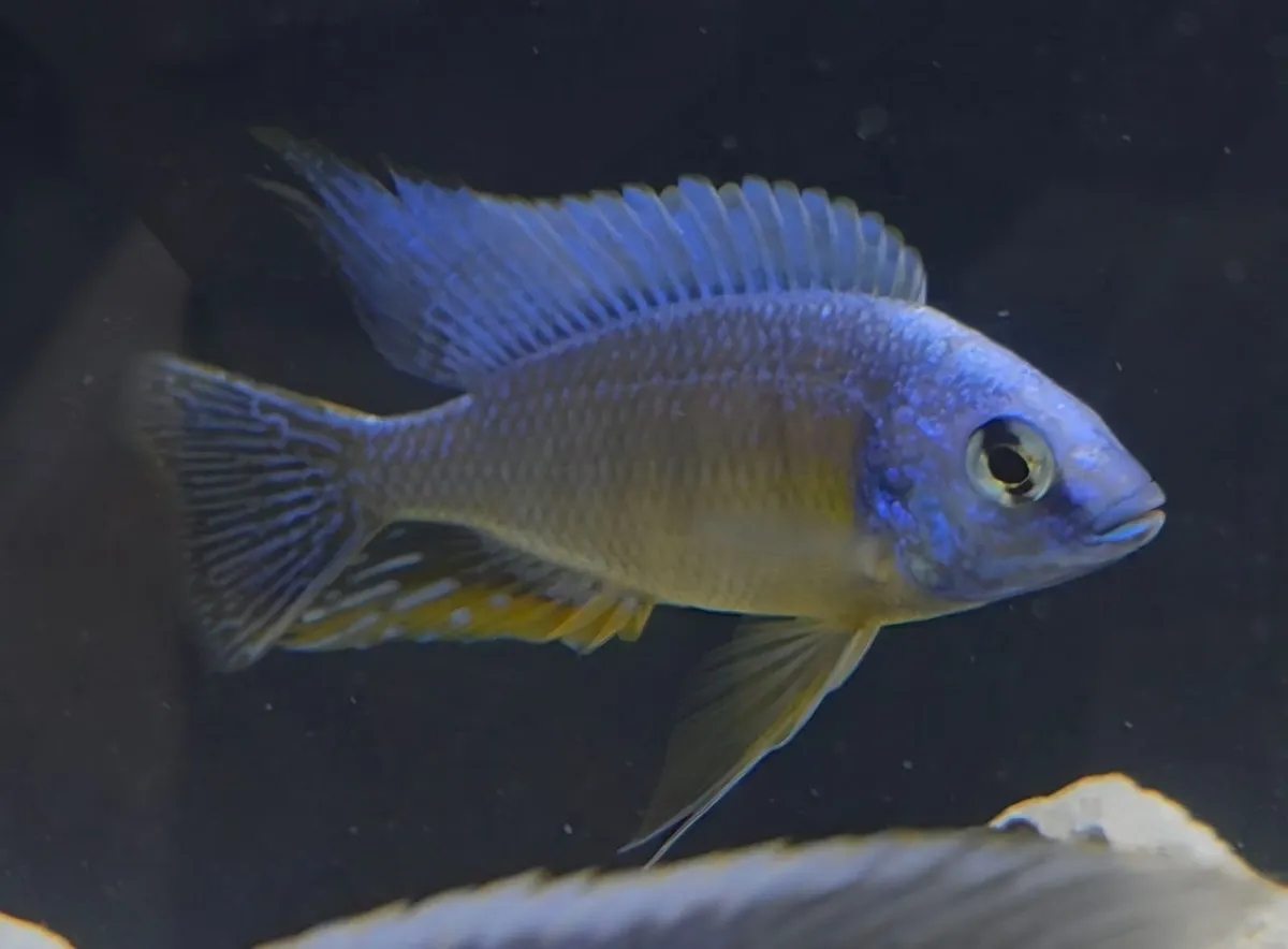 Protomelas Taiwan Reef  Malawi Cichlid (F1) - Image 4