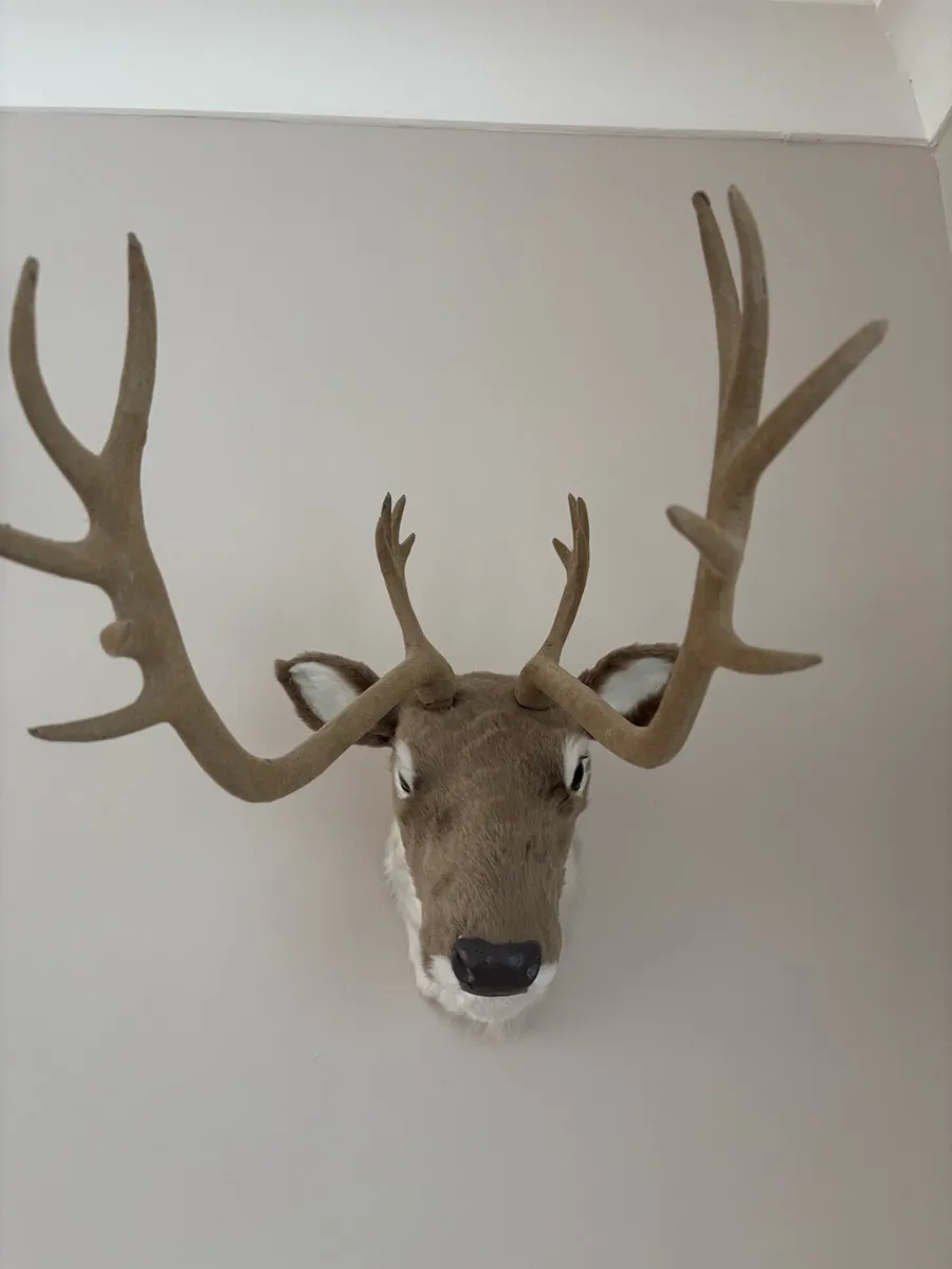 Deer head with antlers from Casey’s furniture
