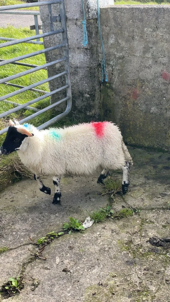 Ram lamb