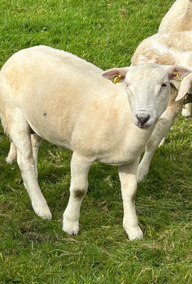 Easycare Sheep - Image 1