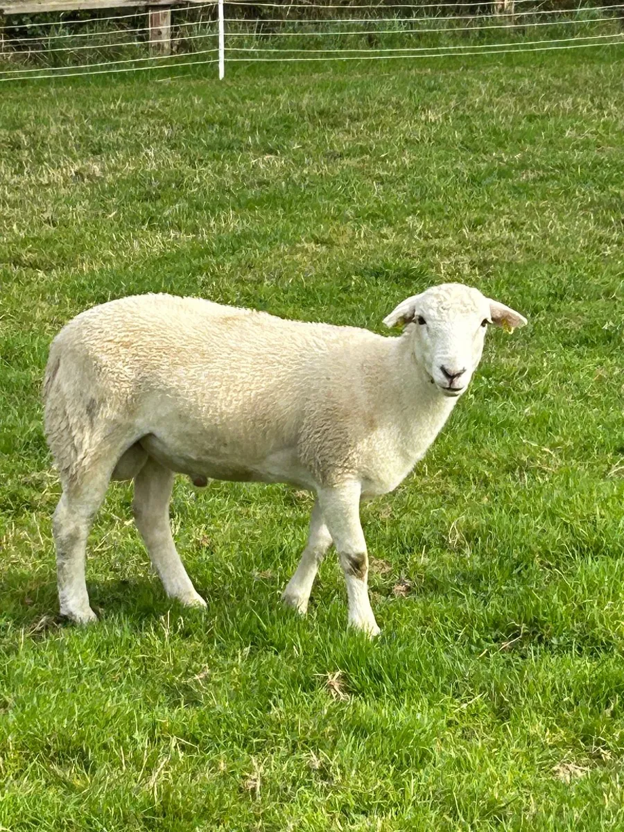 Easycare Sheep - Image 2