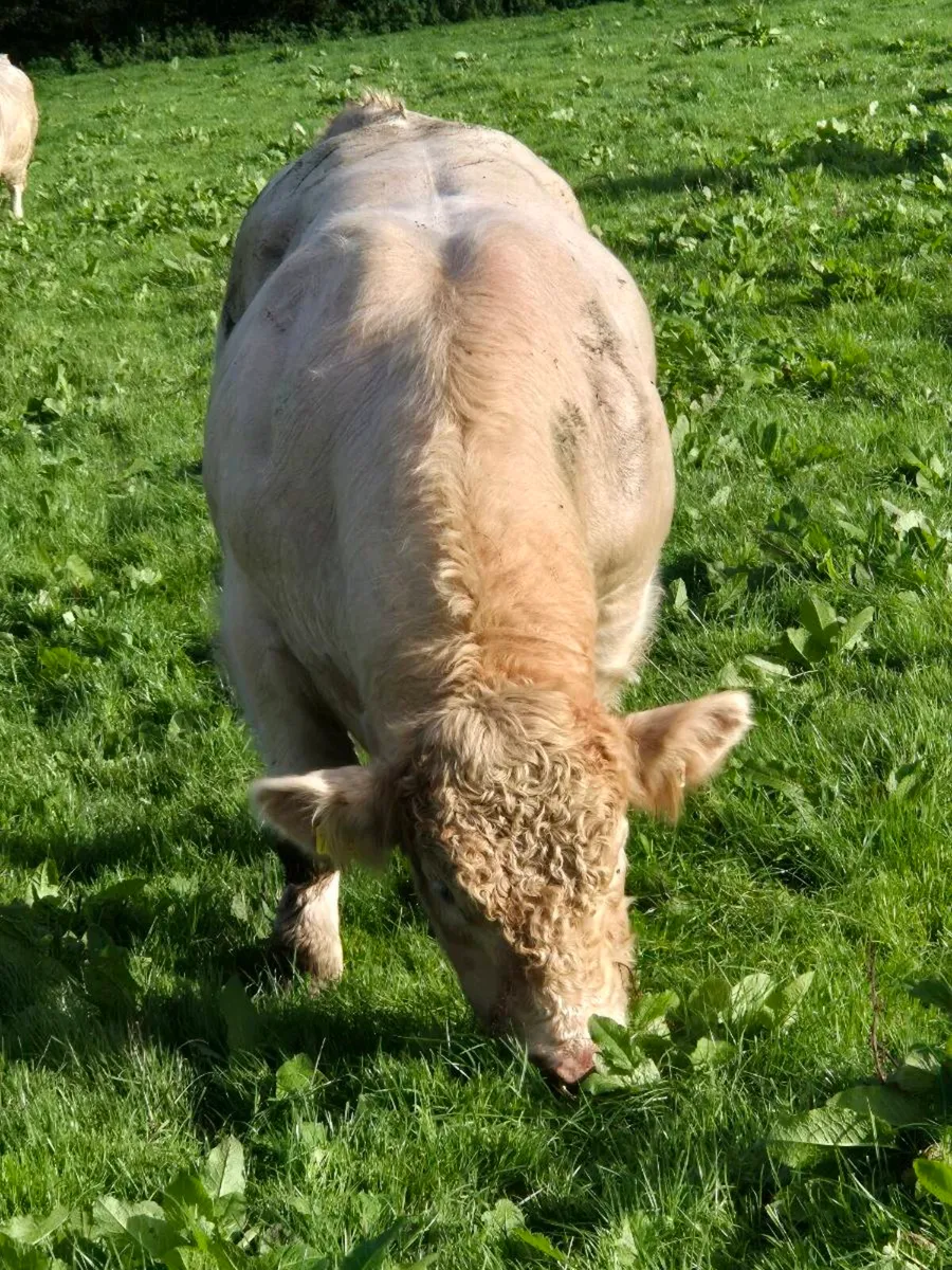 Pedigree registered charolais bulls - Image 1