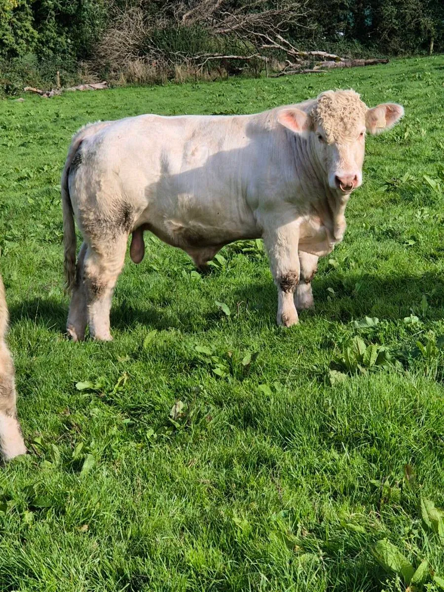 Pedigree registered charolais bulls - Image 2