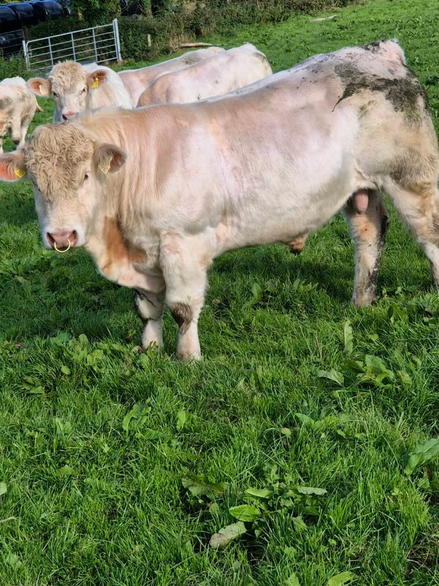 Pedigree registered charolais bulls - Image 3