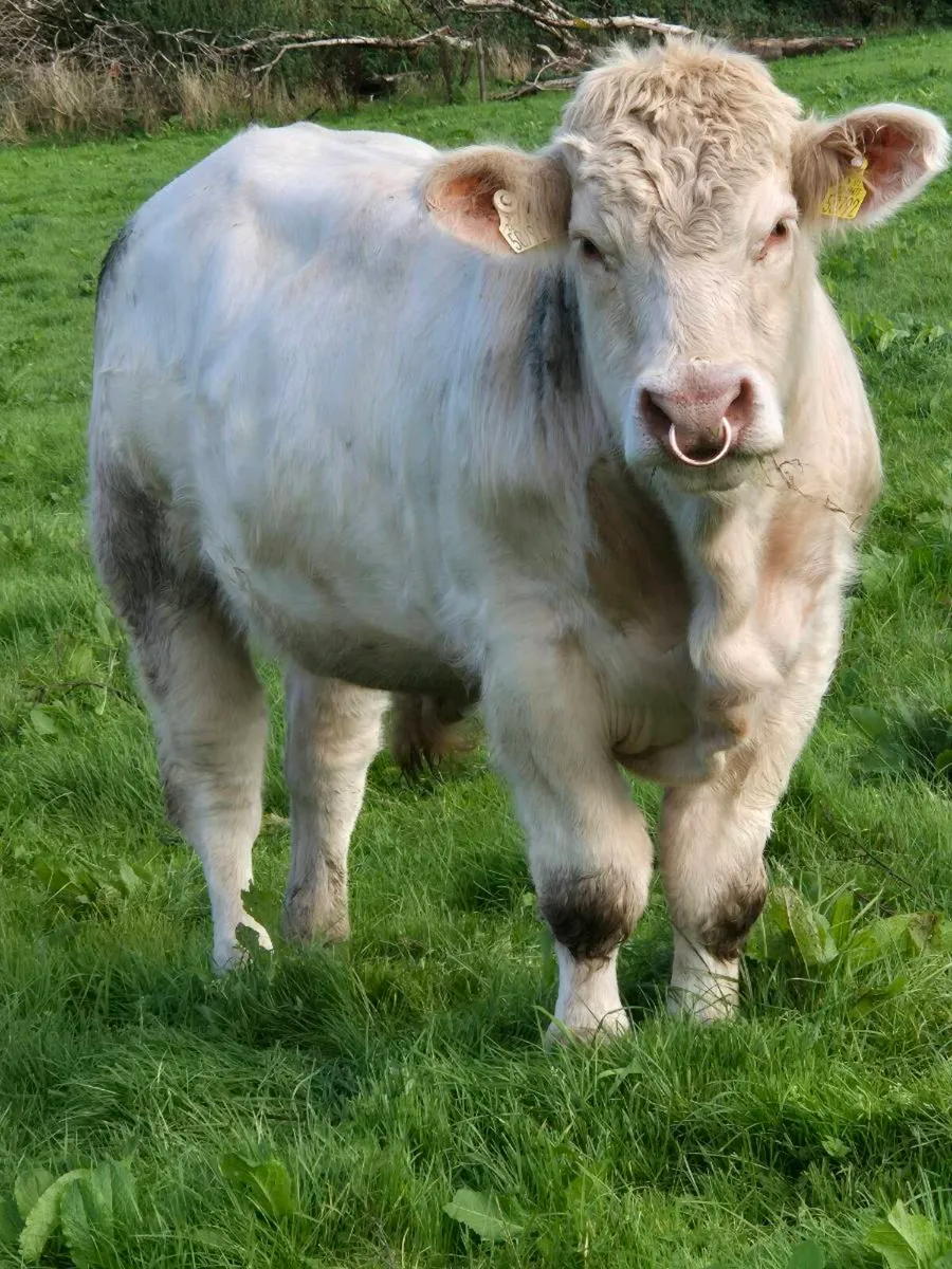Pedigree registered charolais bulls - Image 4