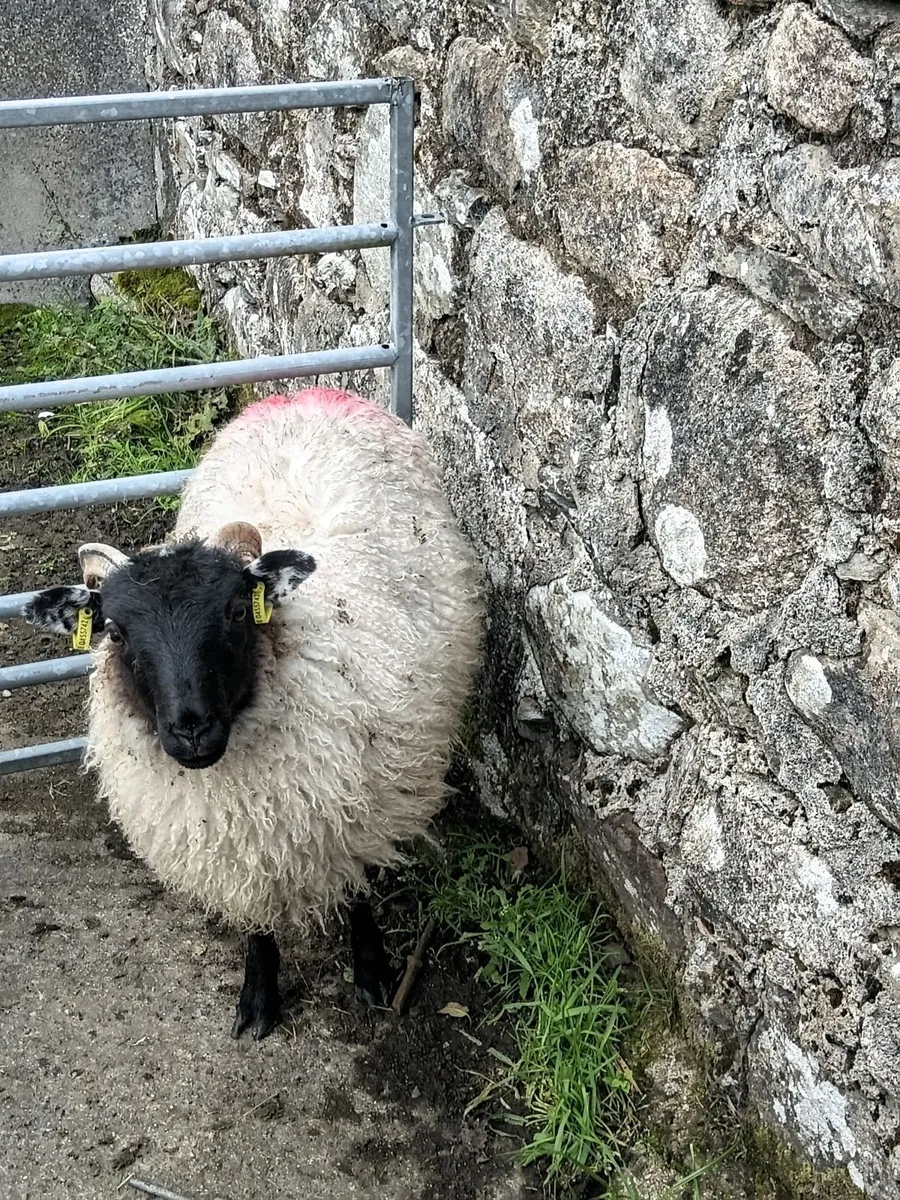 Sheep - Image 2