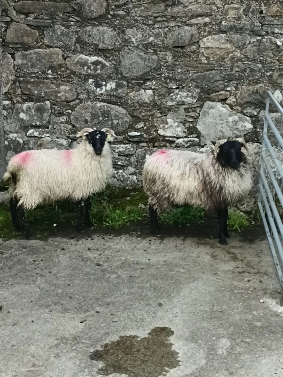 Sheep - Image 1