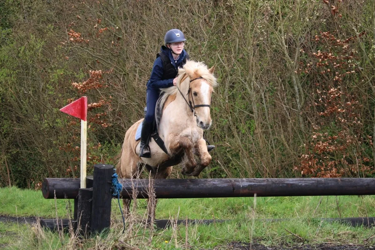 ***One in A Million Palomino Allrounder*** - Image 3