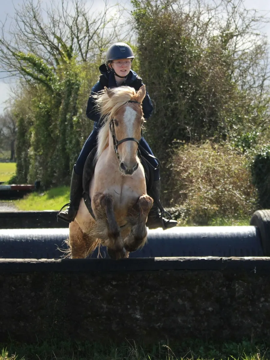 ***One in A Million Palomino Allrounder*** - Image 4