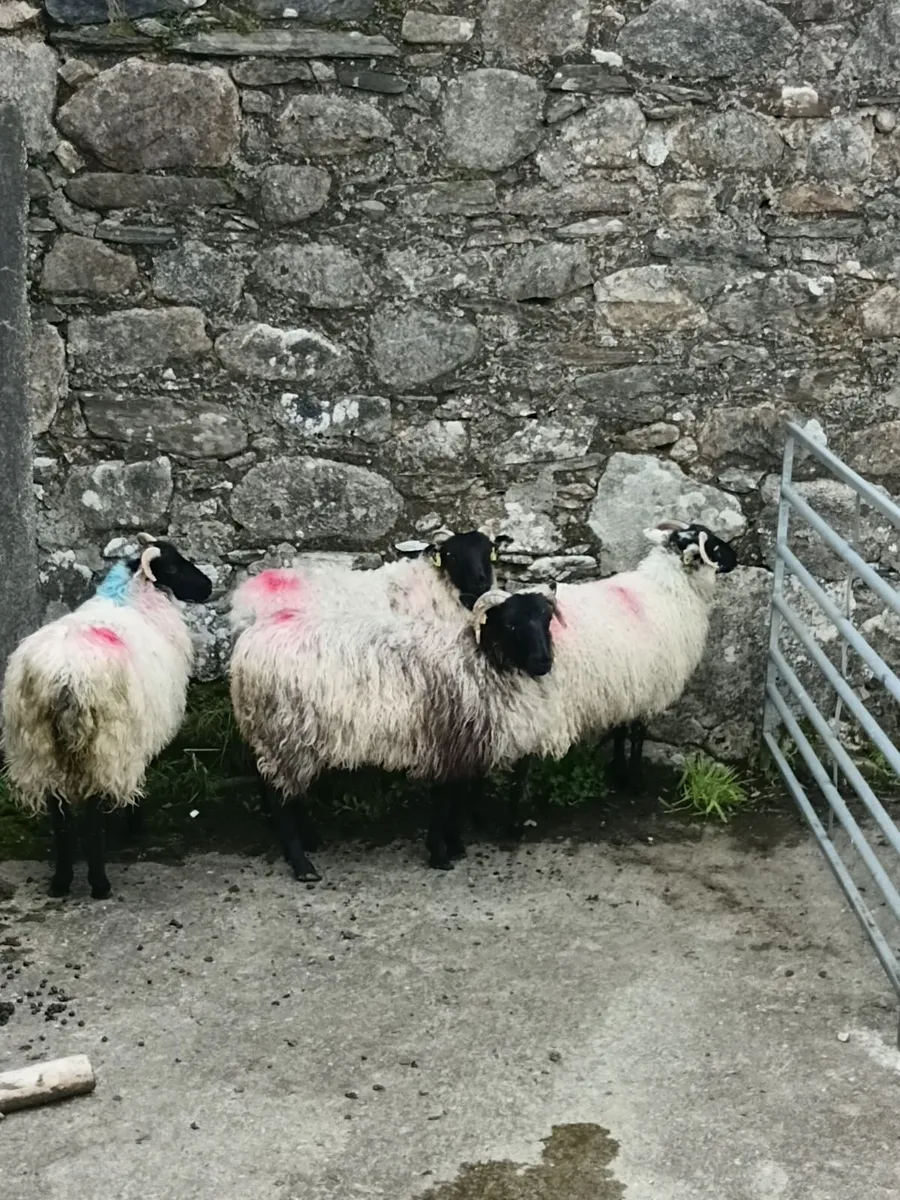 Sheep - Image 3