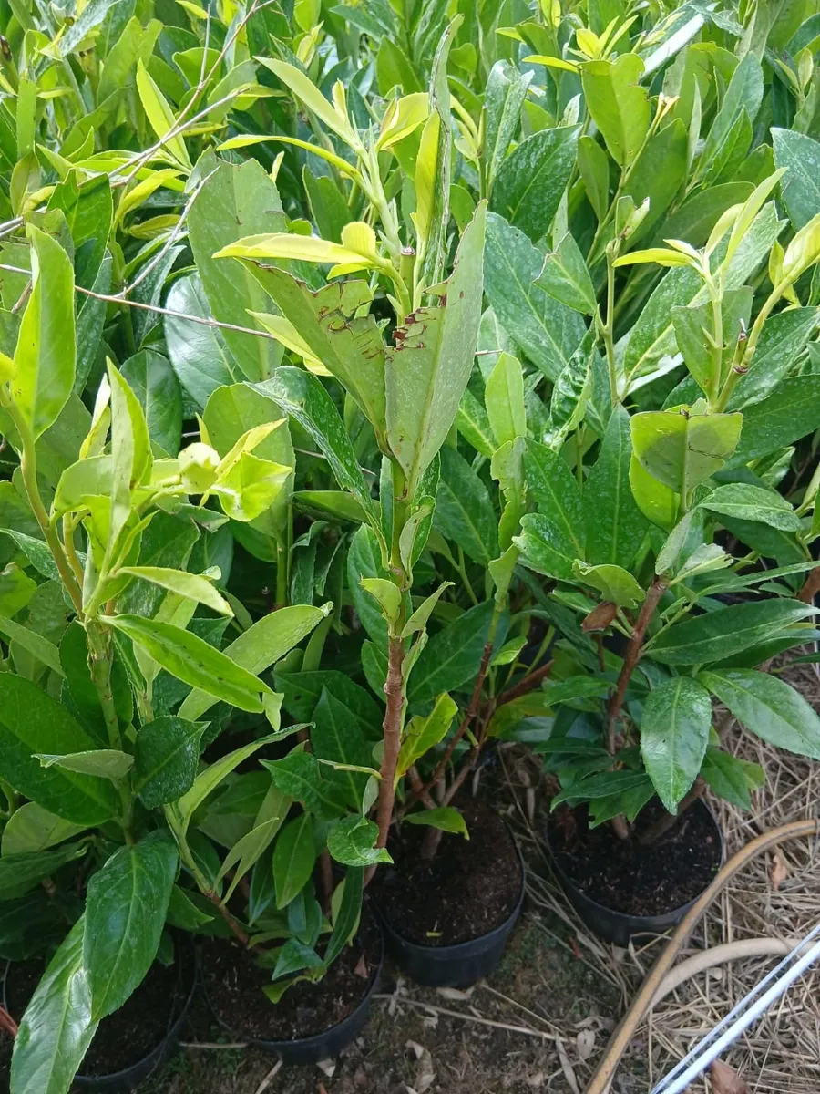 3ft Laurel €4 each. - Image 1