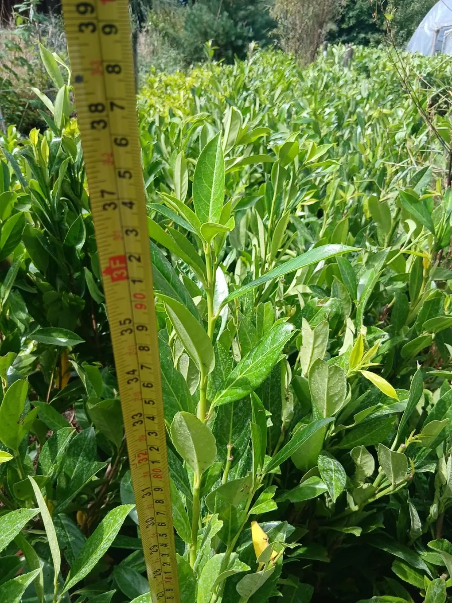 3ft Laurel €4 each. - Image 4