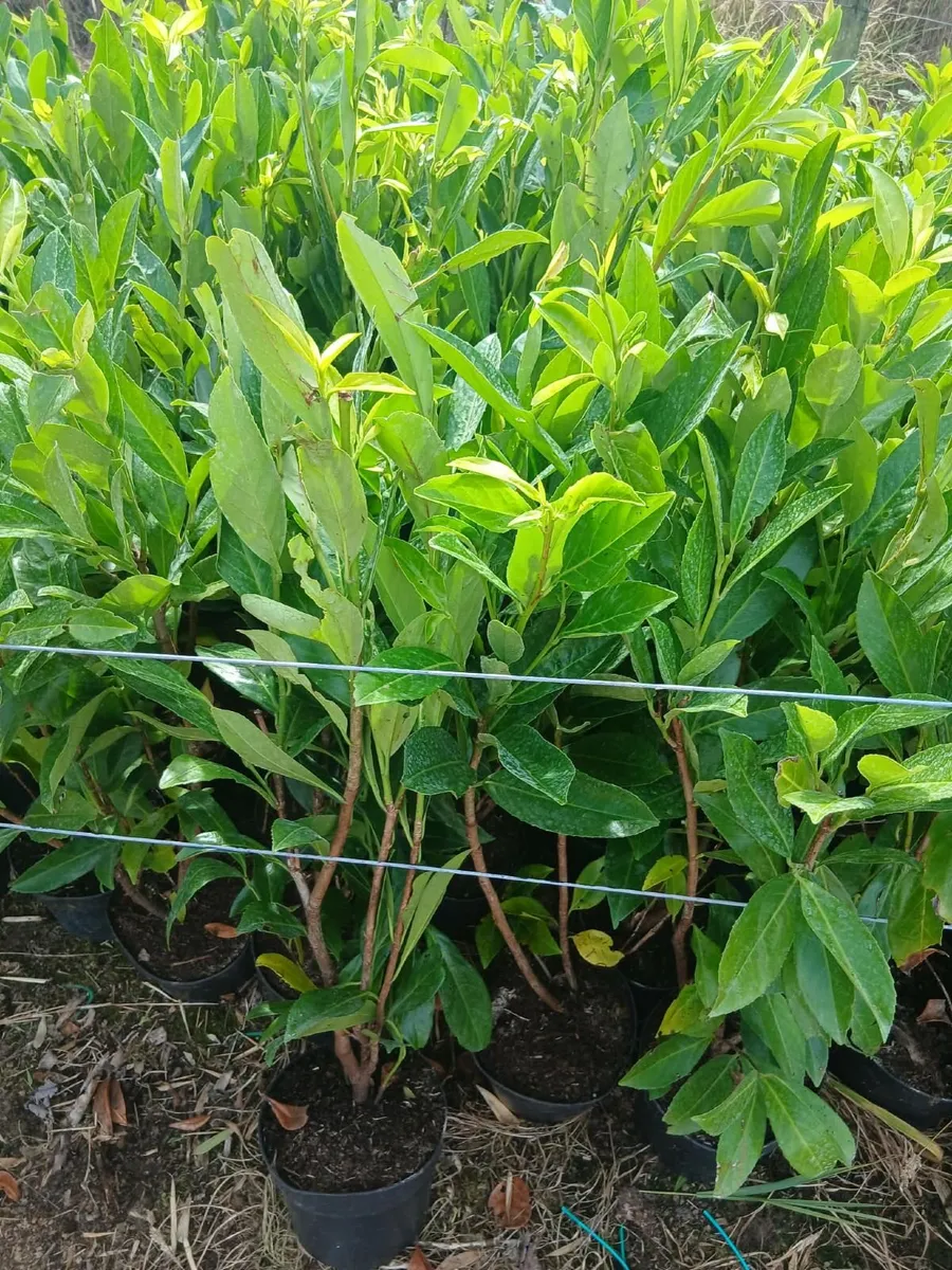 3ft Laurel €4 each. - Image 3
