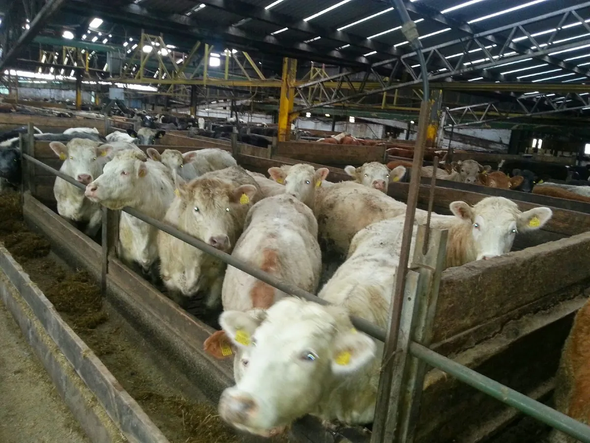Cattle Lairage - Image 2
