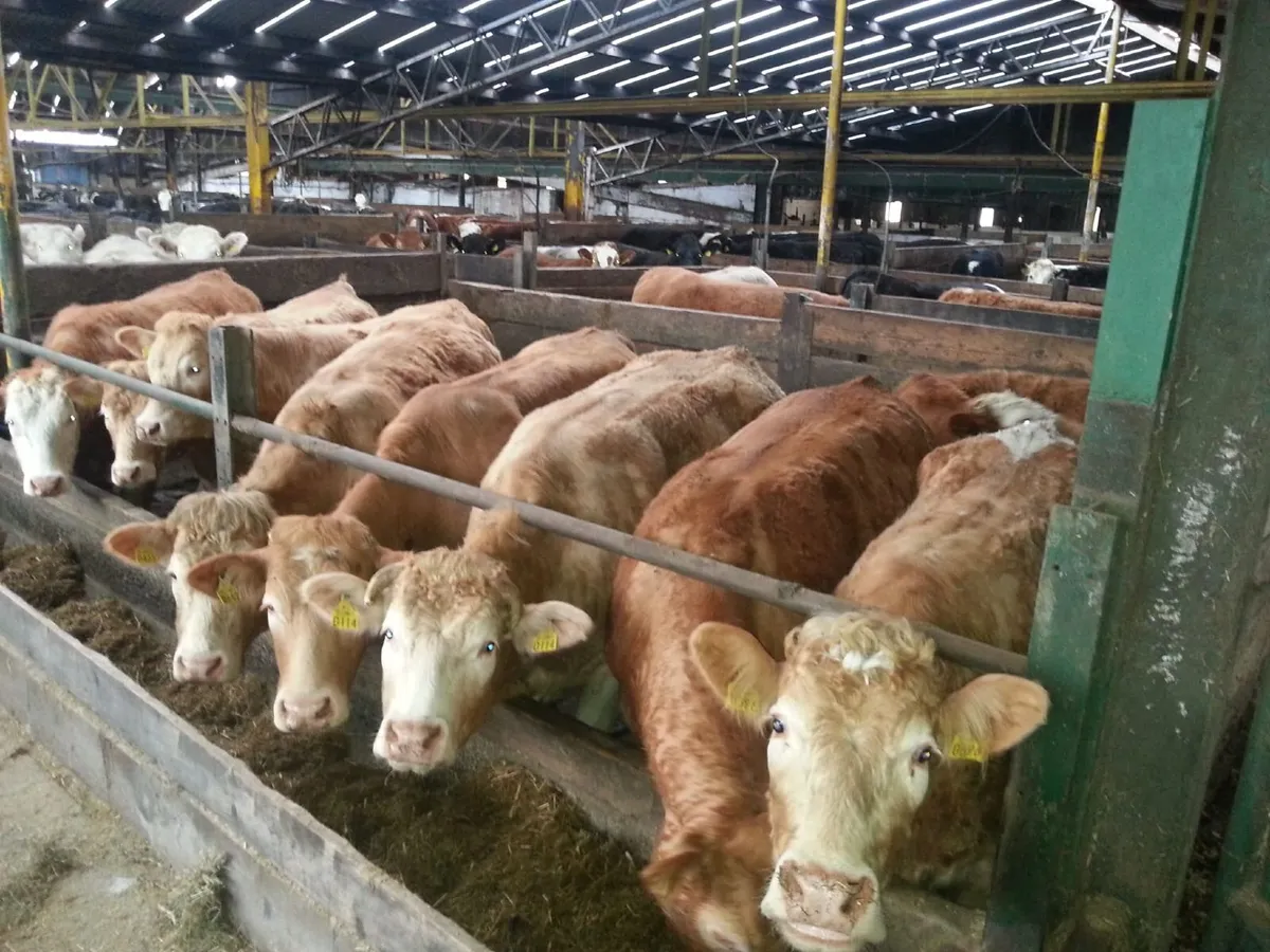 Cattle Lairage - Image 3