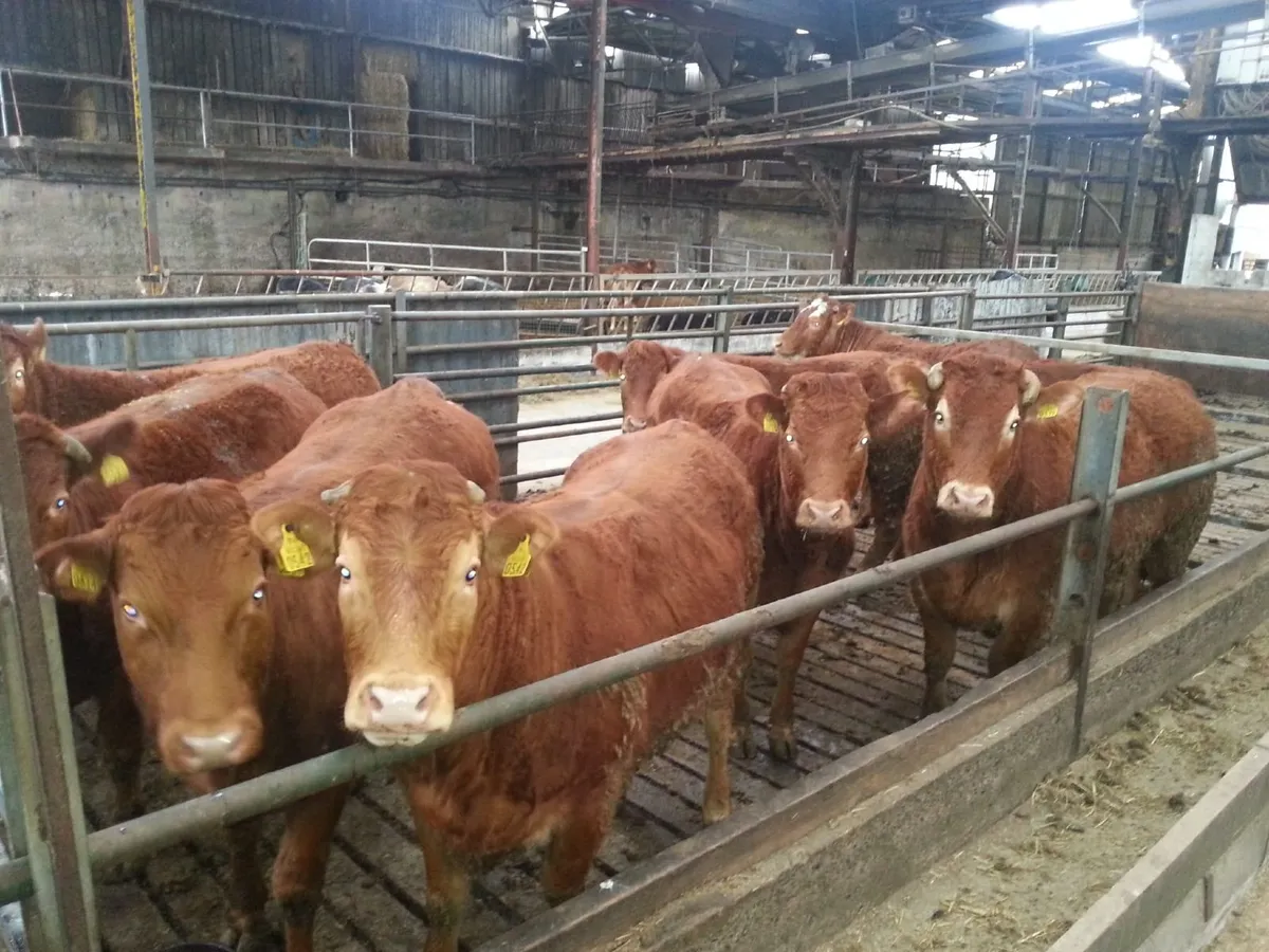 Cattle Lairage - Image 4