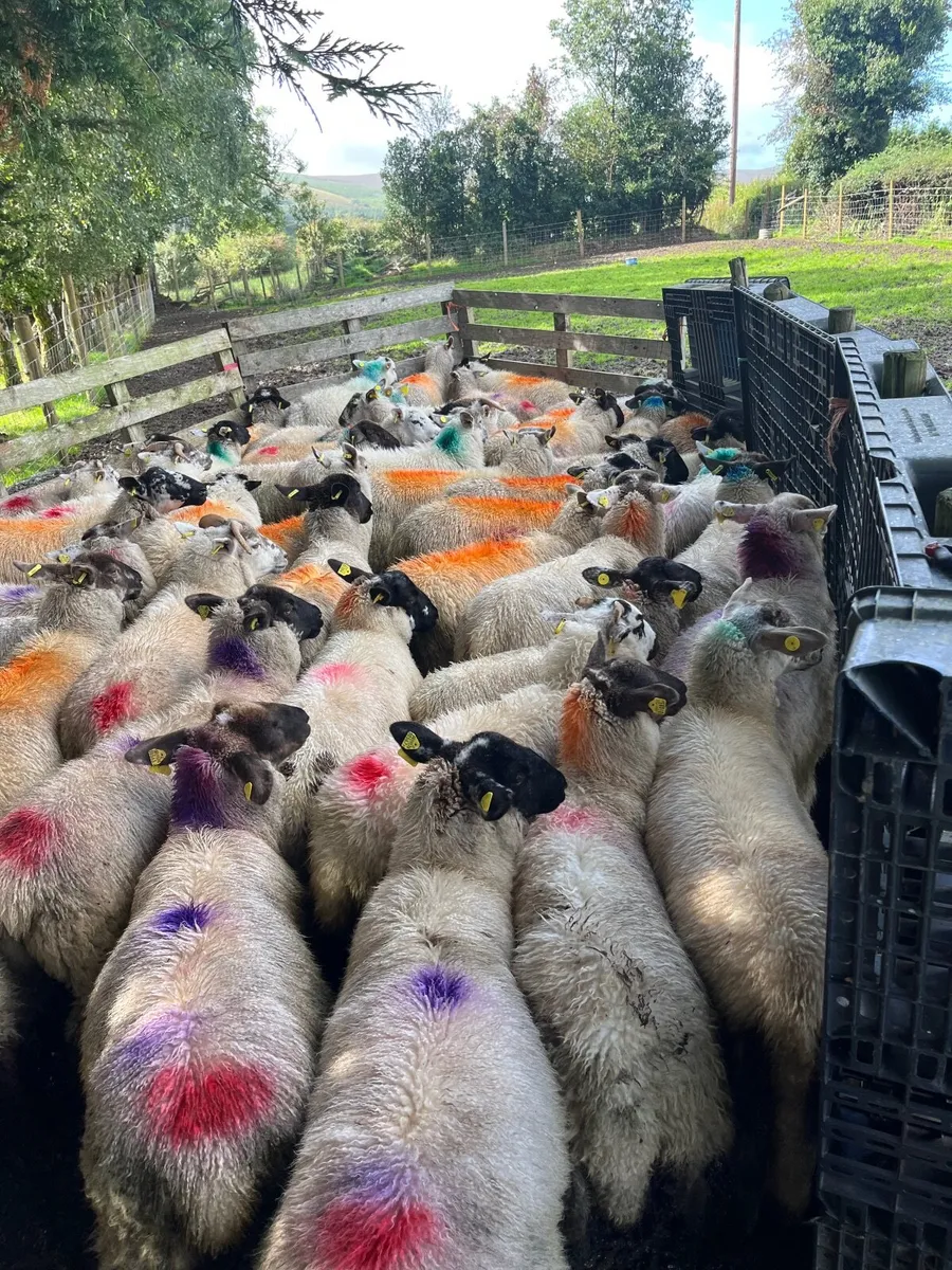 50 super ewe lambs - Image 1