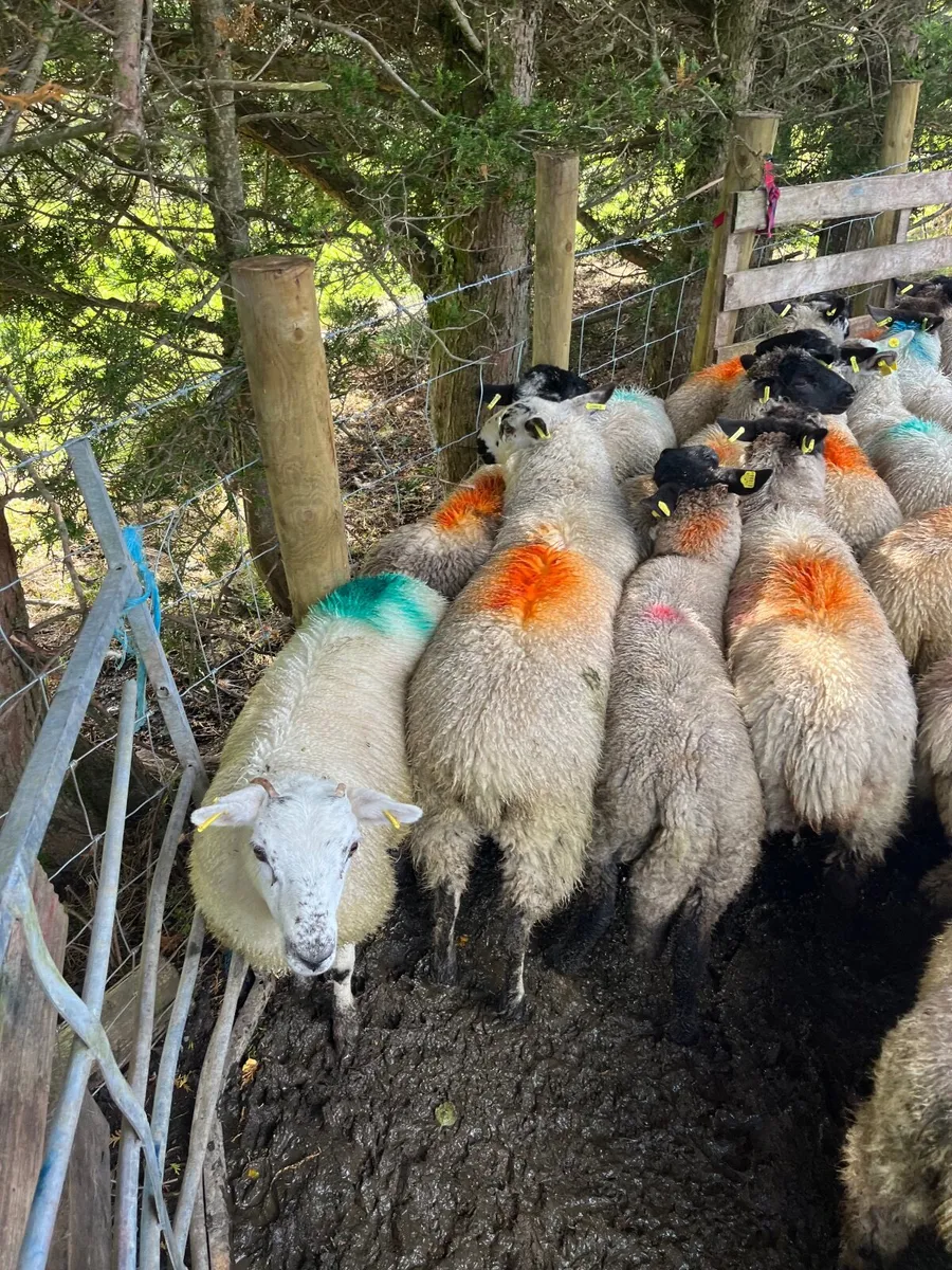 50 super ewe lambs - Image 3