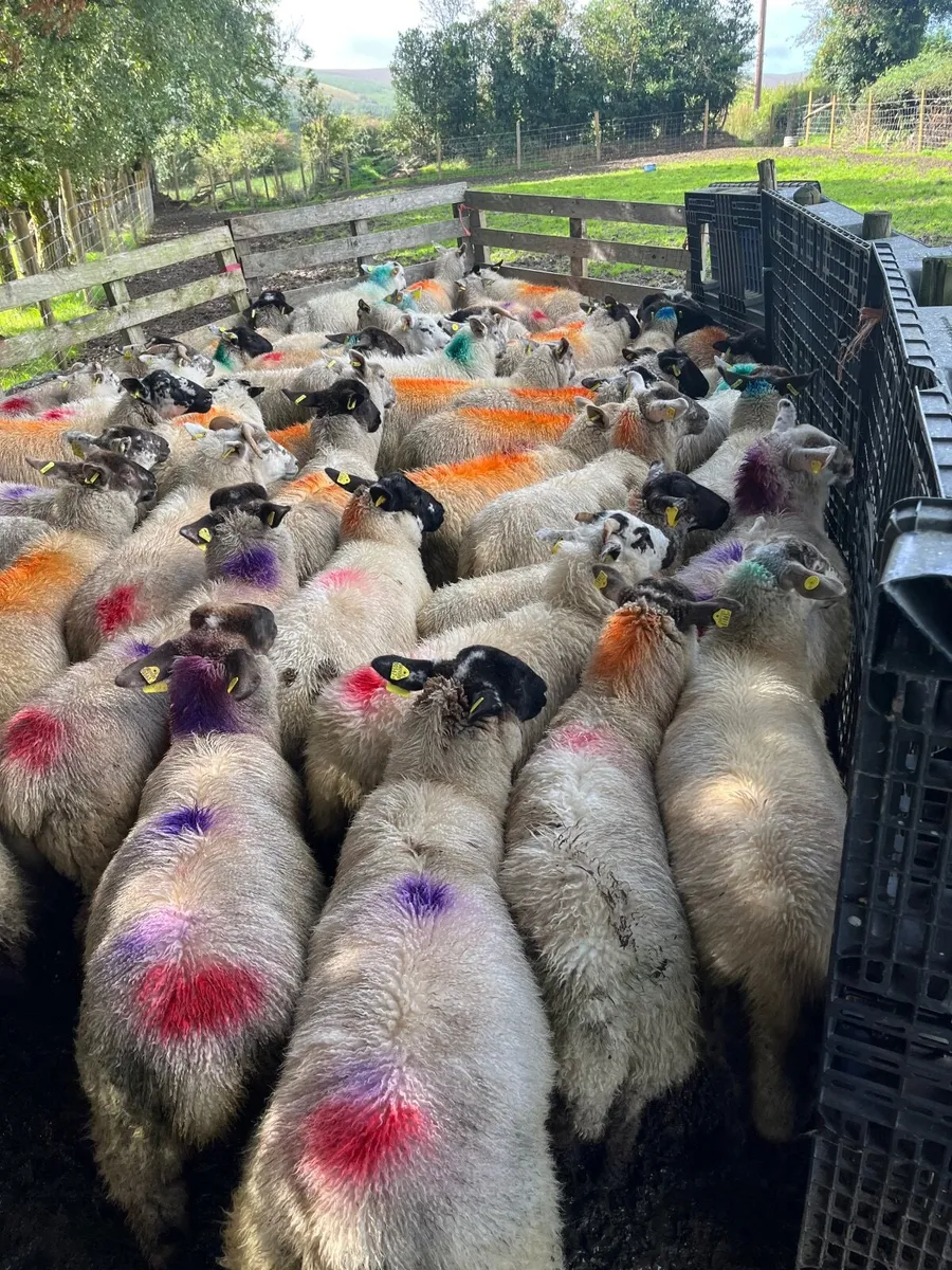 50 super ewe lambs - Image 2