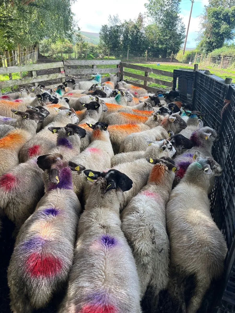 50 super ewe lambs - Image 4