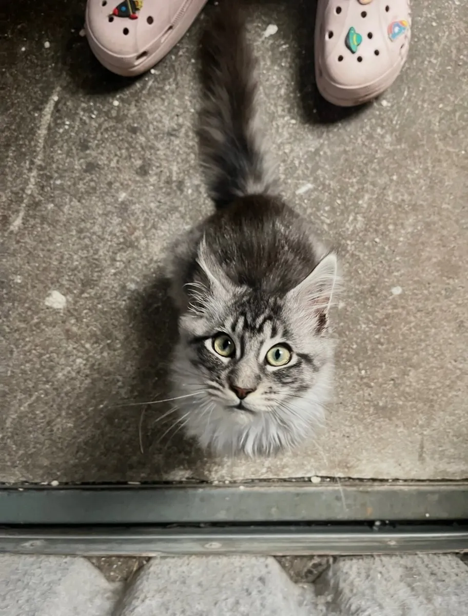 Maine Coon Kittens - Image 2