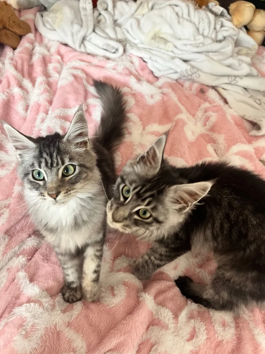 Maine Coon Kittens - Image 1
