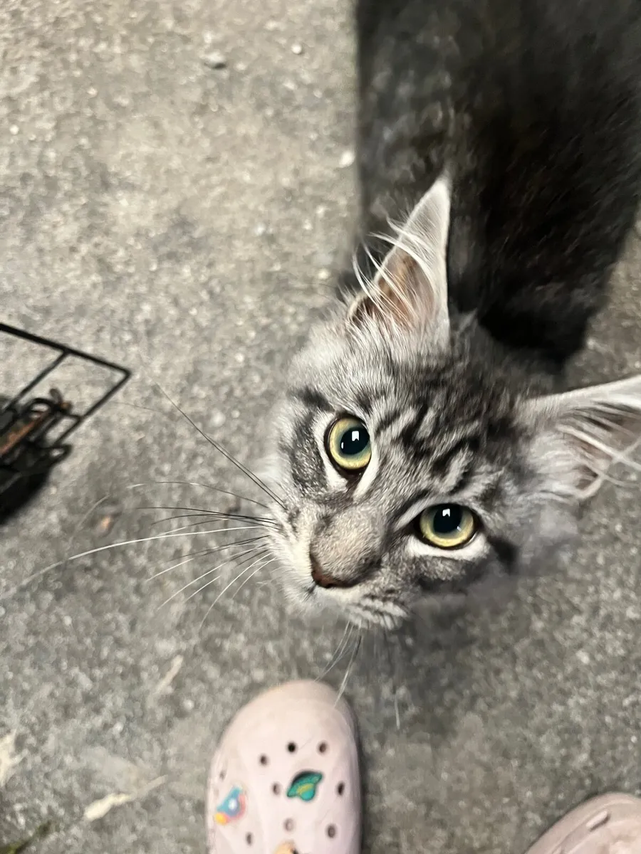 Maine Coon Kittens - Image 3