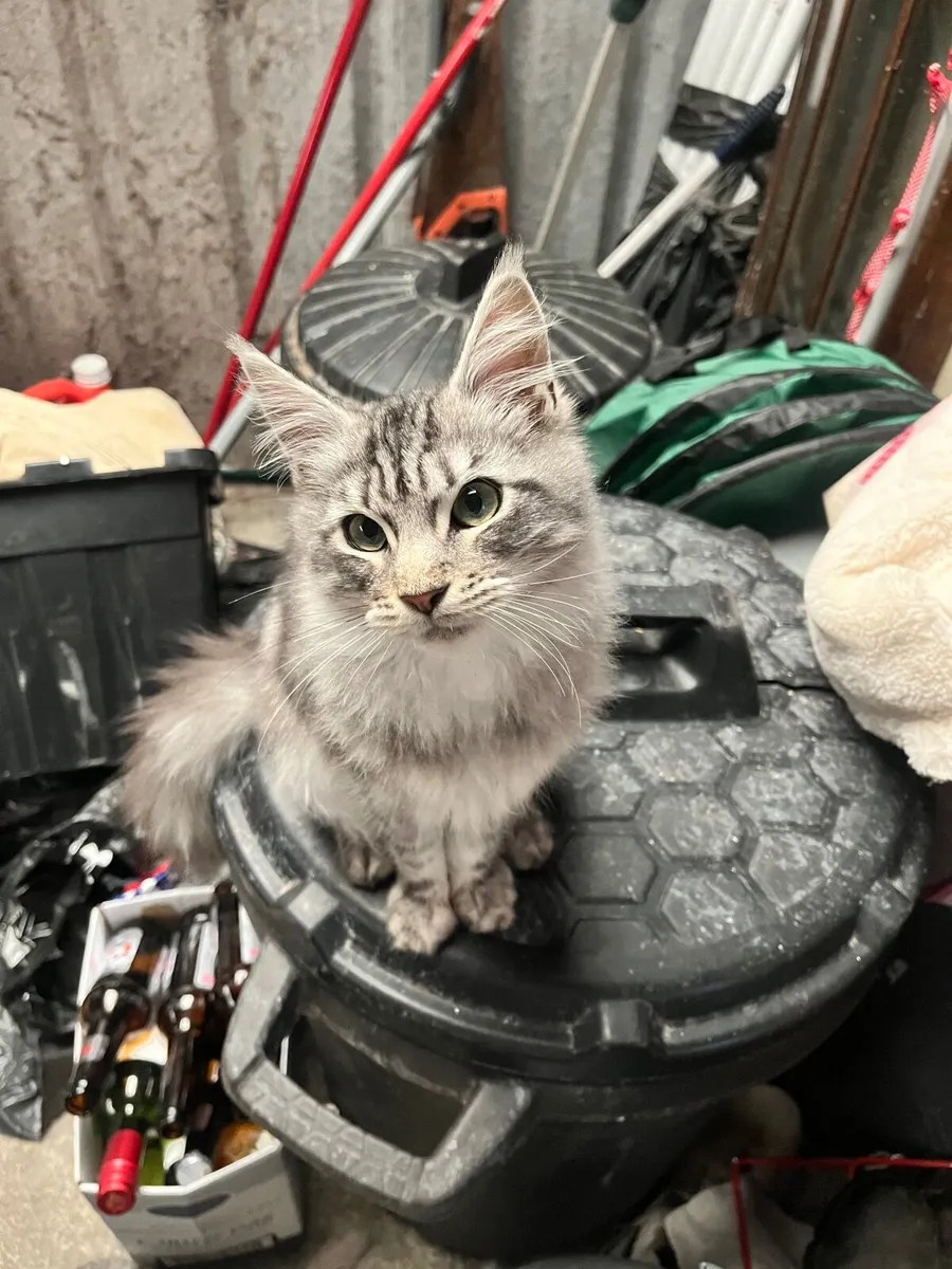 Maine Coon Kittens - Image 4