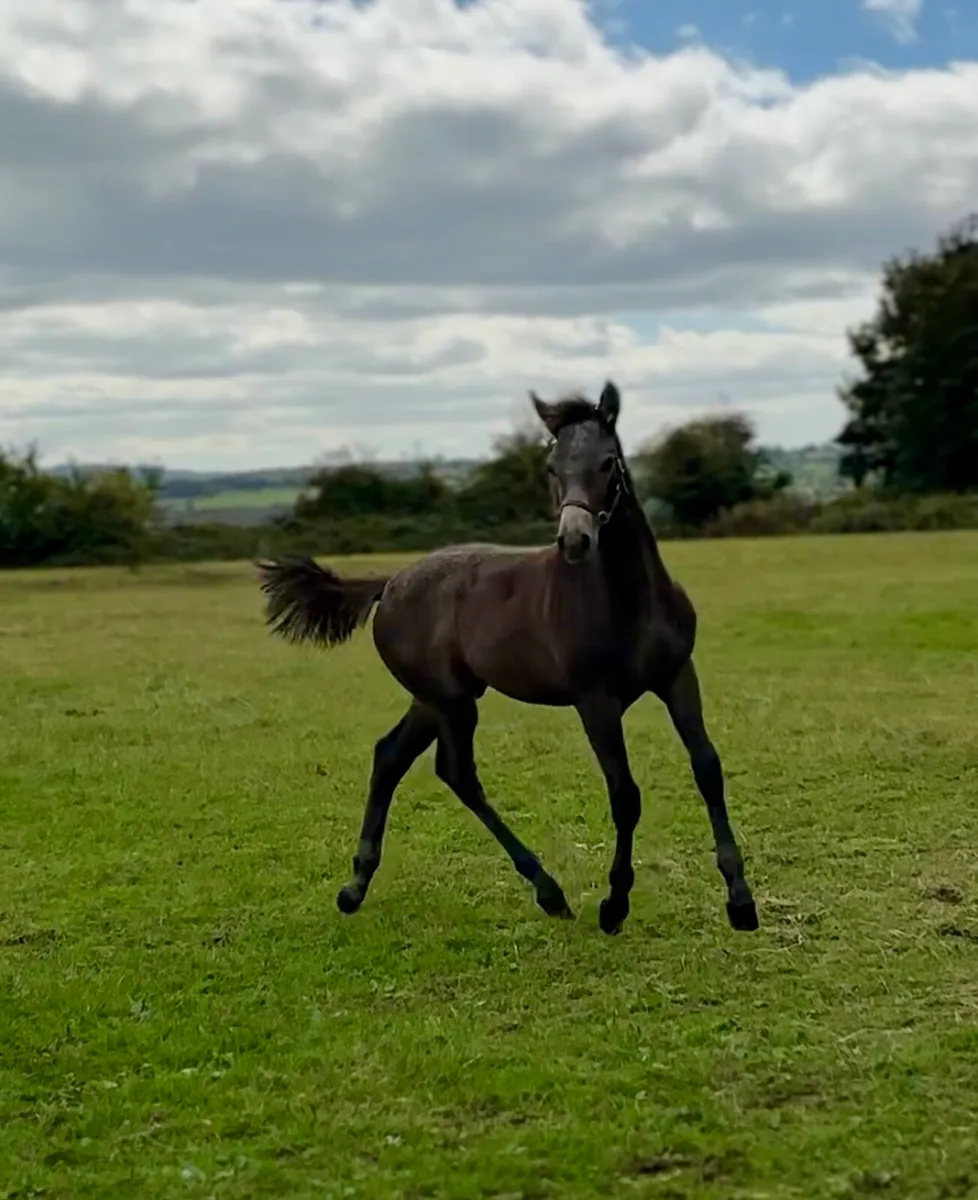 Quality Connemara Colt Foal - Image 1