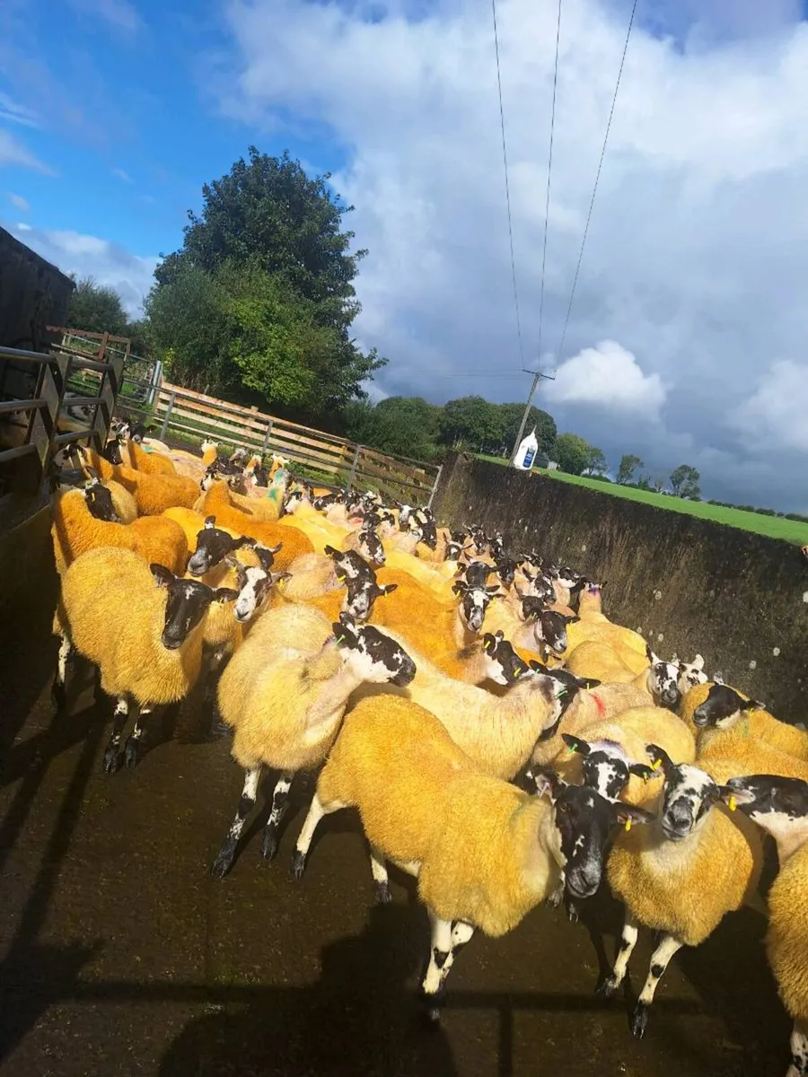 Mule hoggets - Image 1