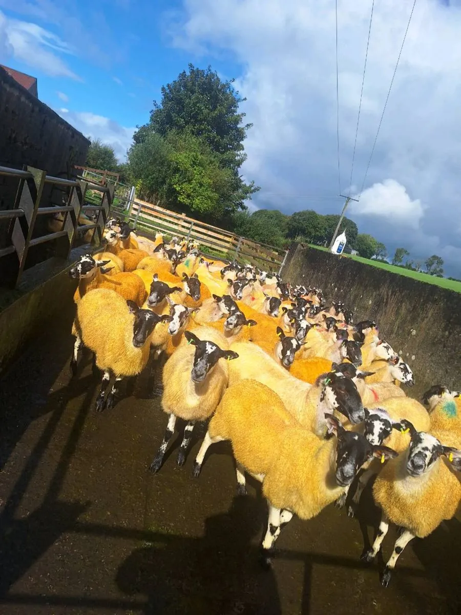 Mule hoggets - Image 2