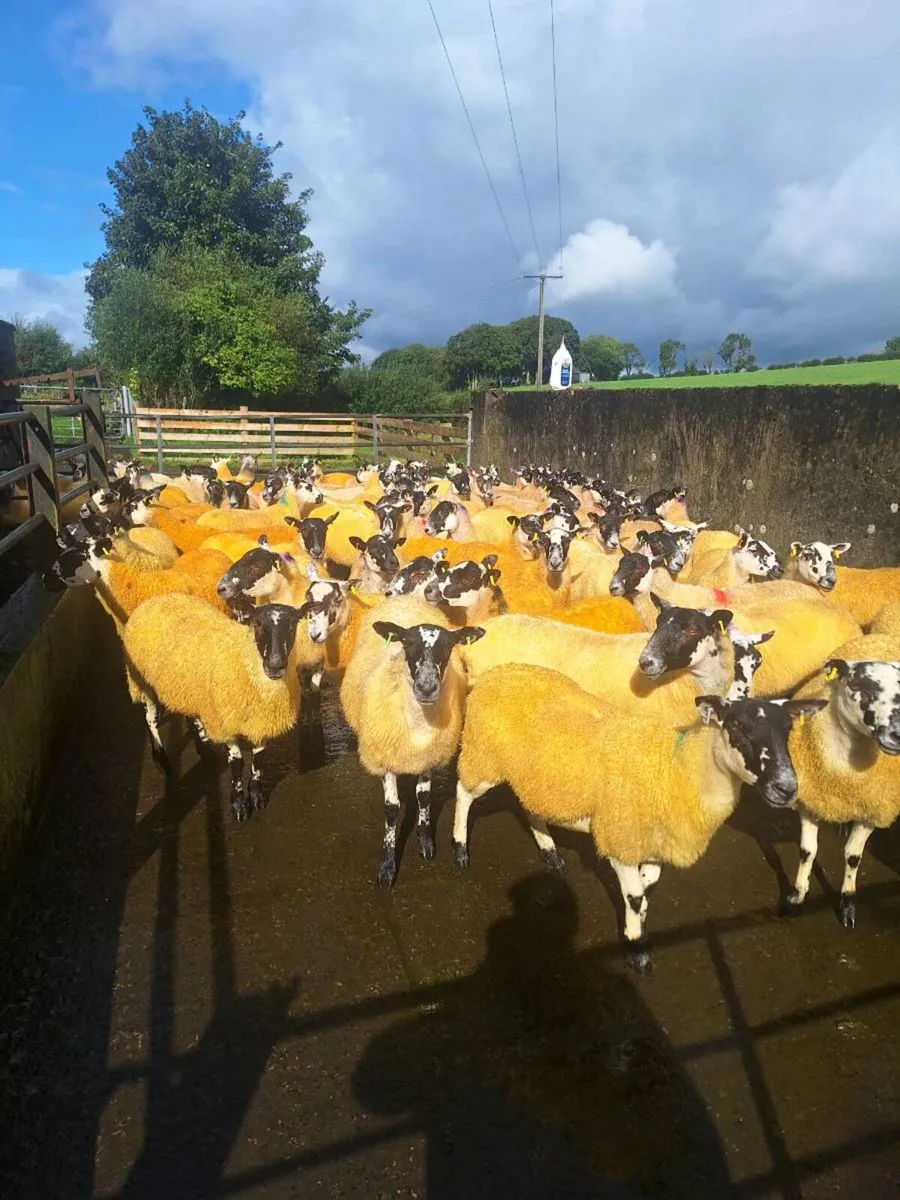 Mule hoggets - Image 3