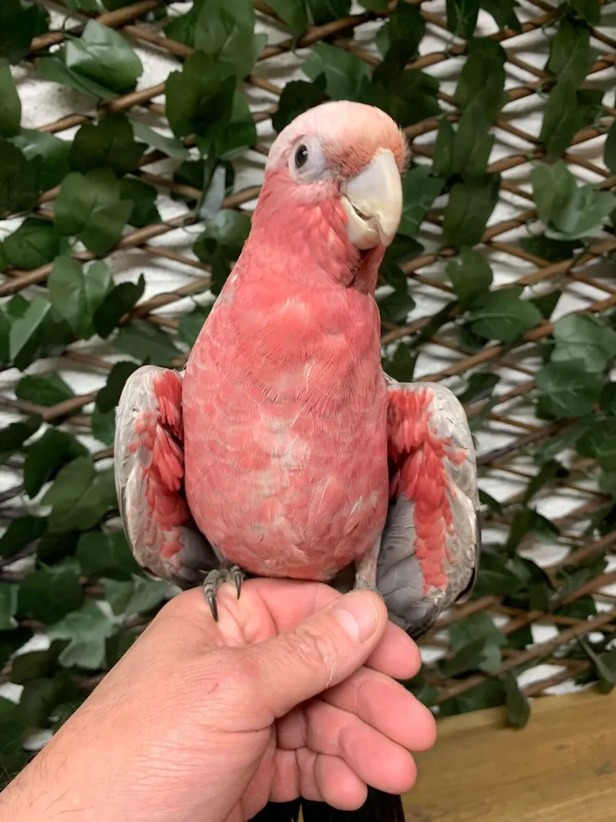 Hand Reared Birds - Image 1