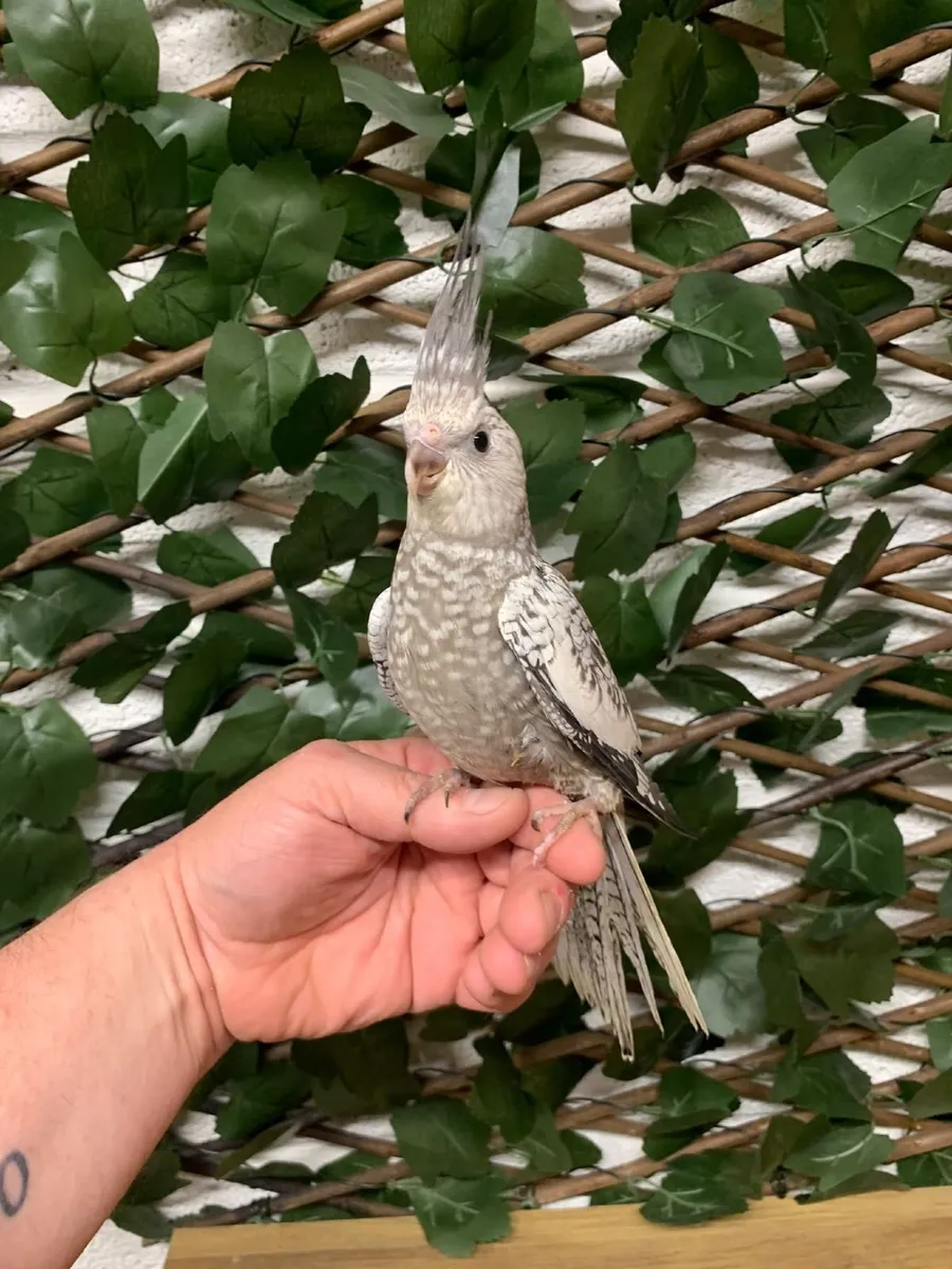 Hand Reared Birds - Image 2