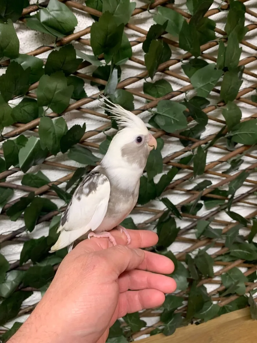 Hand Reared Birds - Image 3