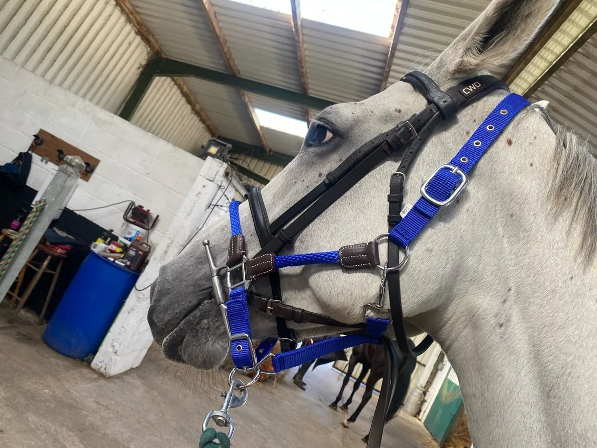 Horse control head collars - Image 3