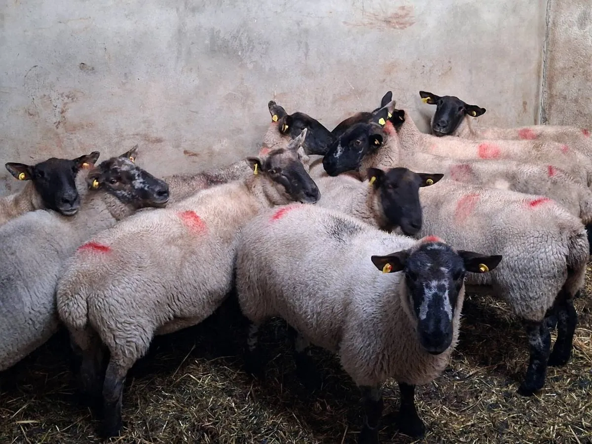 10 SUPER BREEDING EWES - Image 2