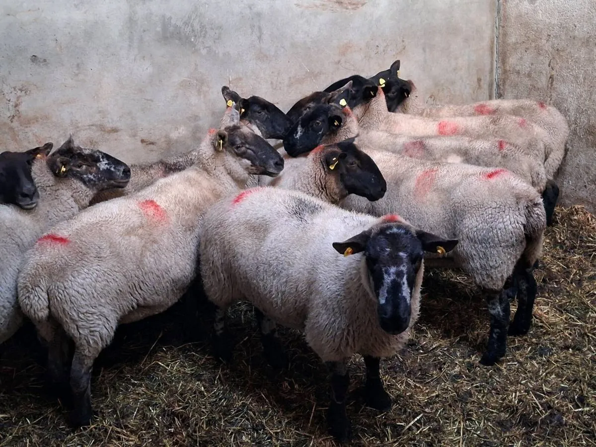 10 SUPER BREEDING EWES - Image 3