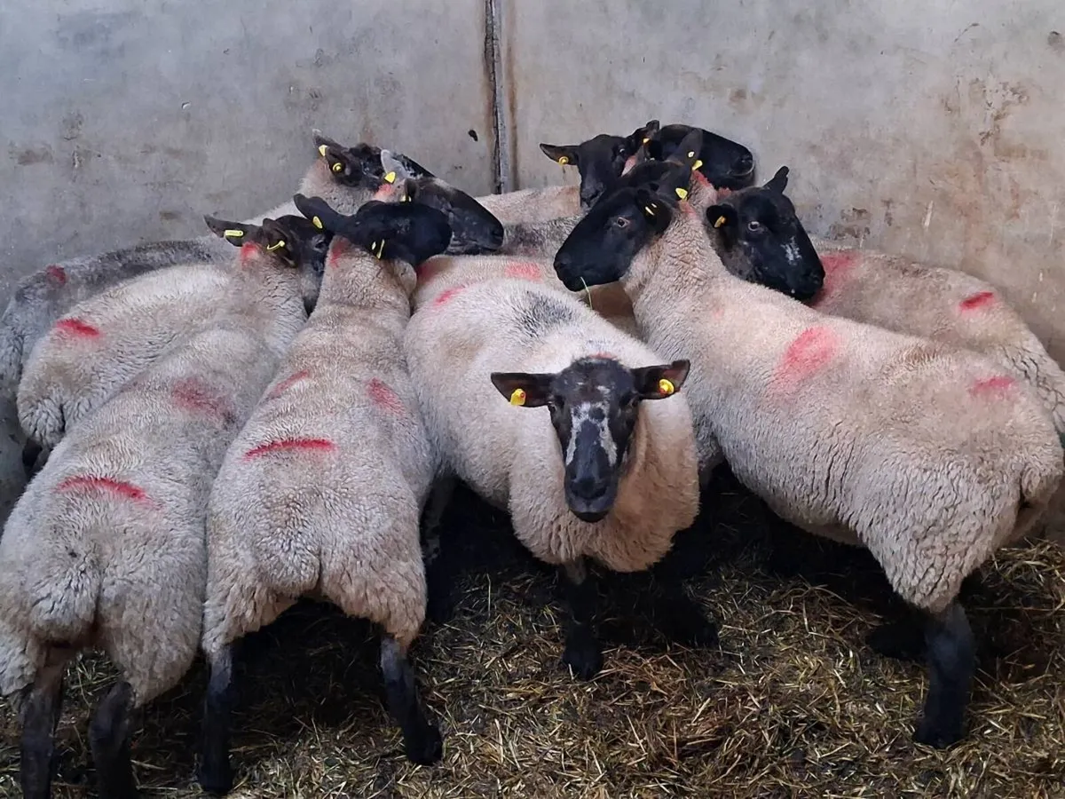 10 SUPER BREEDING EWES - Image 1