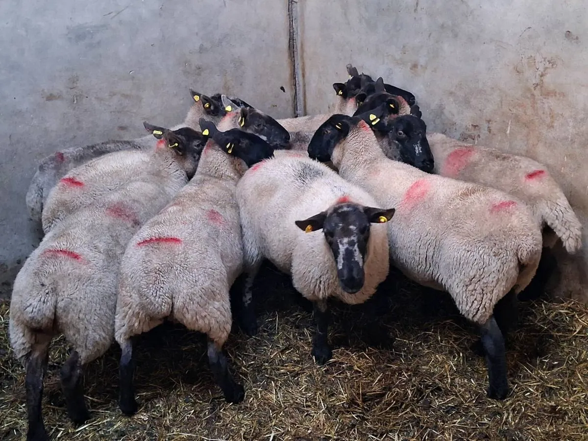 10 SUPER BREEDING EWES - Image 4