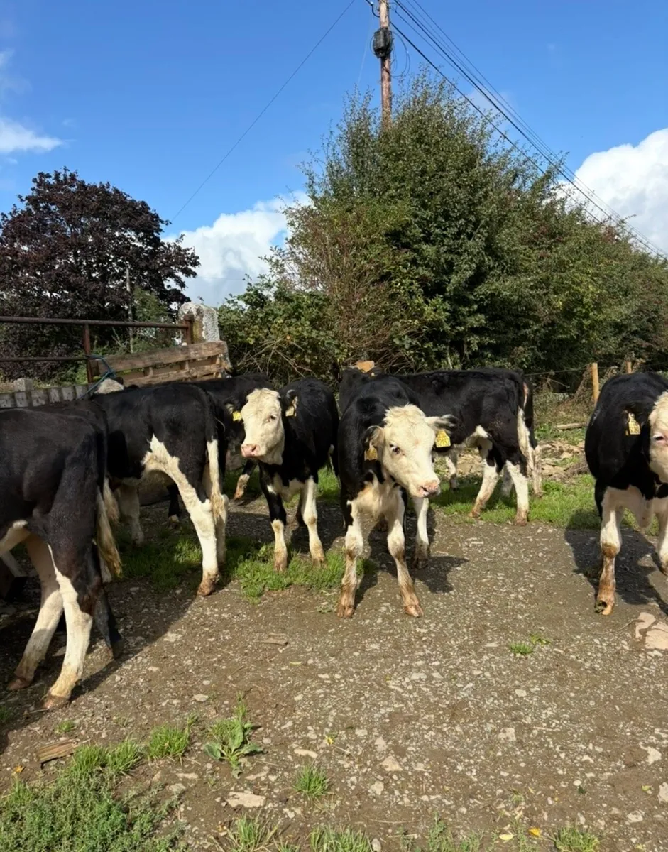22 super 230kg Hereford heifer Weanlings 🔥🔥 - Image 2