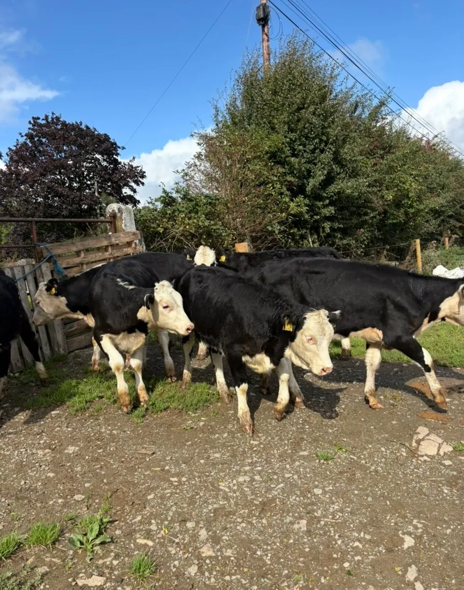 22 super 230kg Hereford heifer Weanlings 🔥🔥 - Image 3