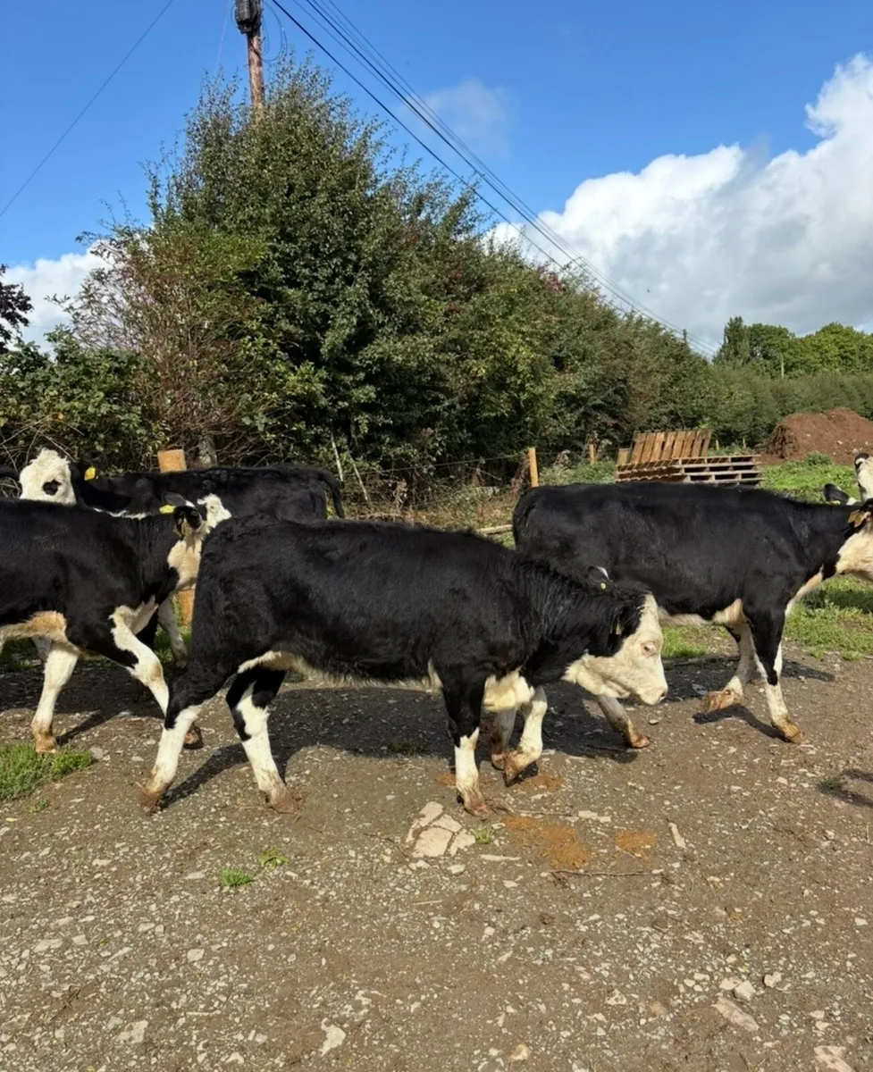 22 super 230kg Hereford heifer Weanlings 🔥🔥 - Image 4