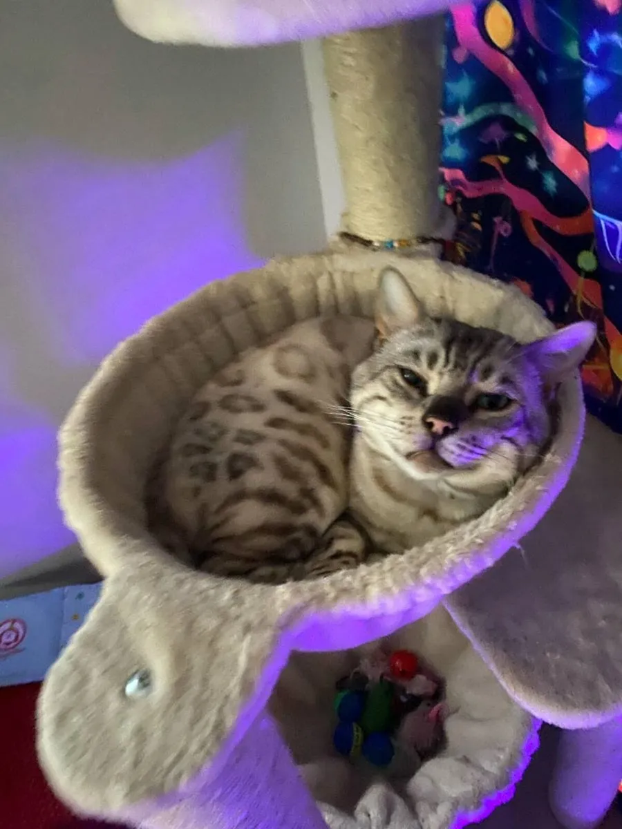 Beautiful bengal kittens - Image 3